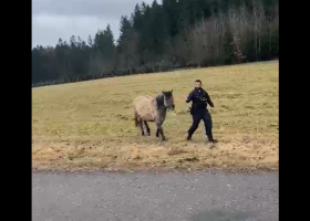 Z policisty koňařem